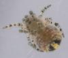 Theridion varians